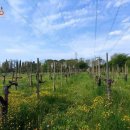 Terreno agricolo in vendita a Chiopris Viscone